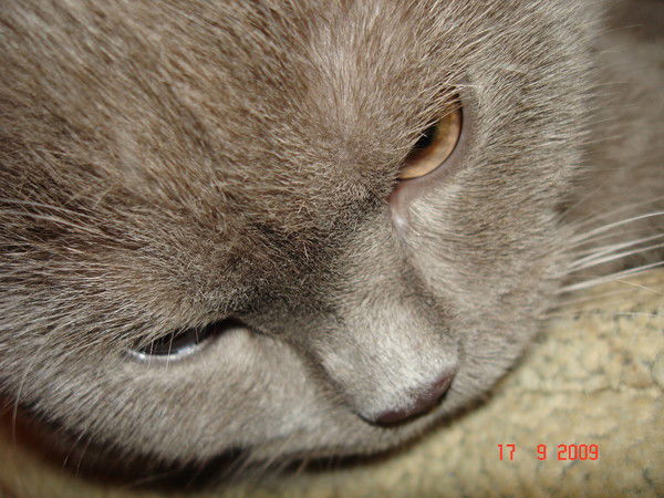 Лена Климова