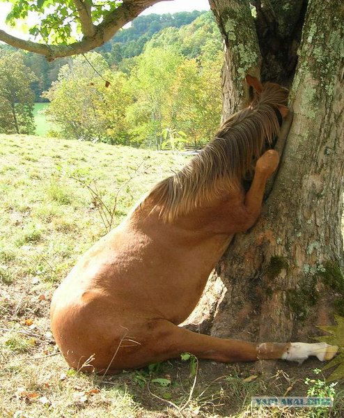 Александр Магась