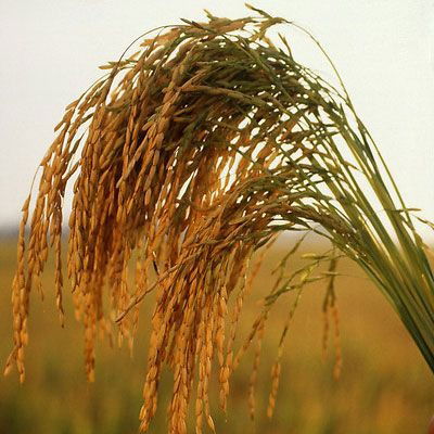 Асет Токтамысов