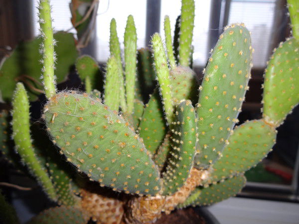 Алексей Шишорин