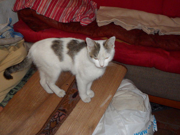 Ирина Амирова