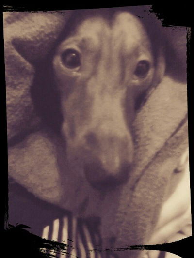 Влад Хитринцев