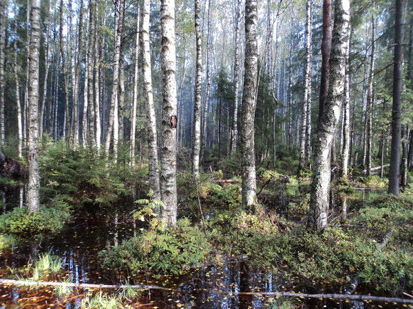 Сергей Демченко