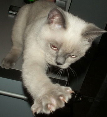 Руслан Полтасов