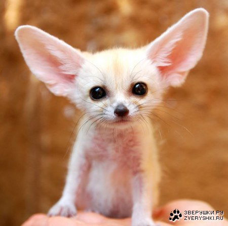 Екатерина Иванина