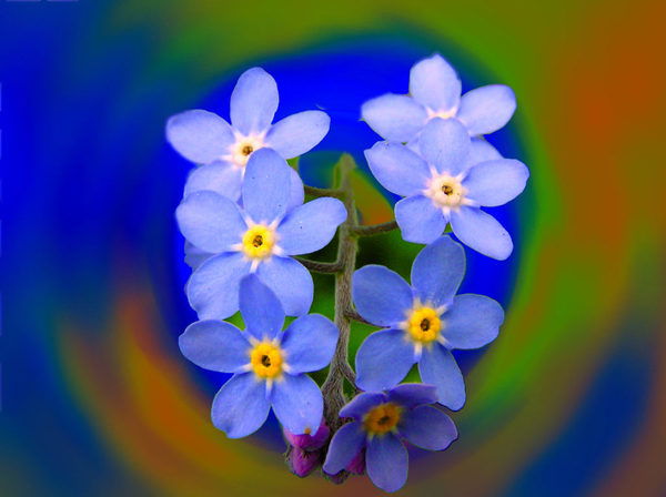 Светлана Олипова