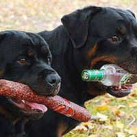 Алик Аскеров