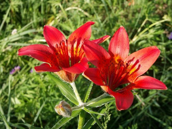 Акулина Максимова