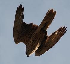 Василь Бойчук