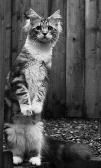 Алекс Люстров