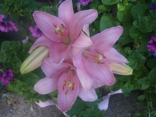 Настюша Степаненко