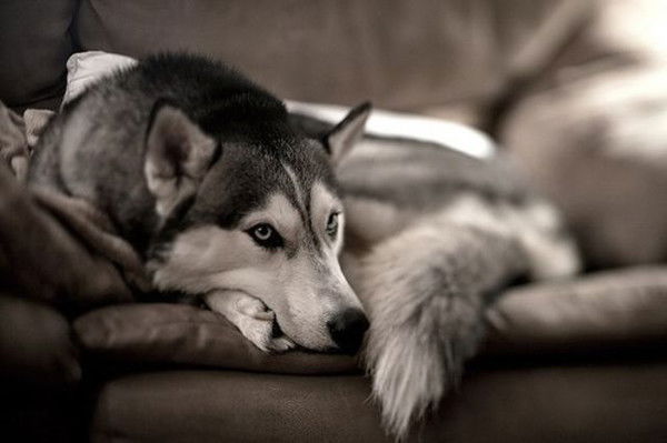 Эльвира Ябс