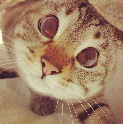 Саня Новицький