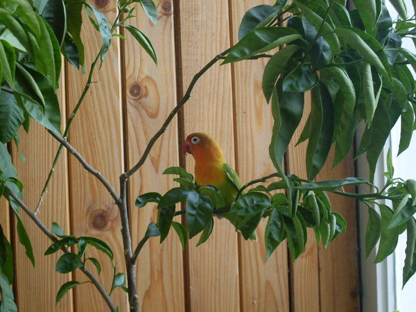 Настя Харланова