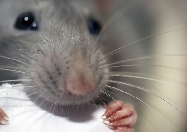 Анна Морозкина