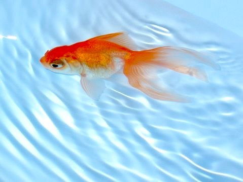 Ирина Шкарбуль