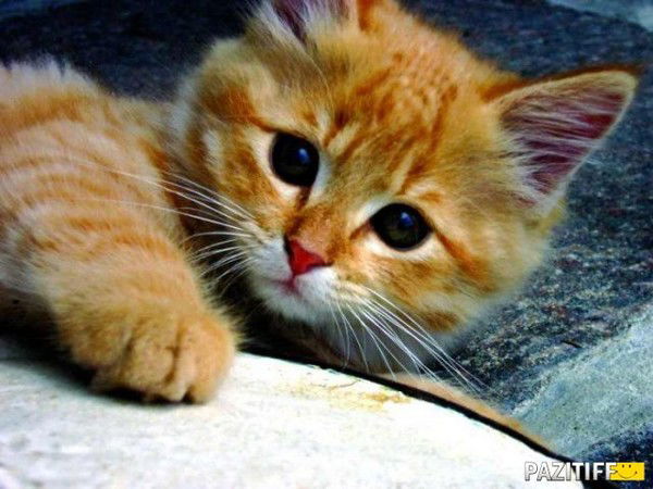 Полина Ханбекова