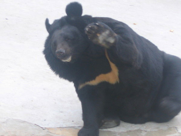 Сергей Требухов