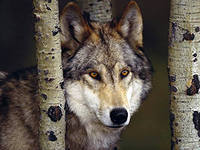 Равиль Фабзиев