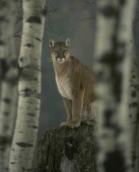 Алёна Чернякова