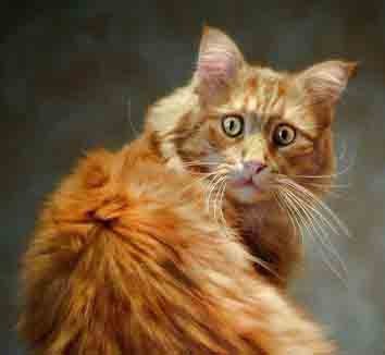 Марина Плешкова