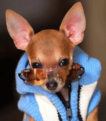 Оксана Шенгера