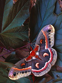 Ирина Журавлёва