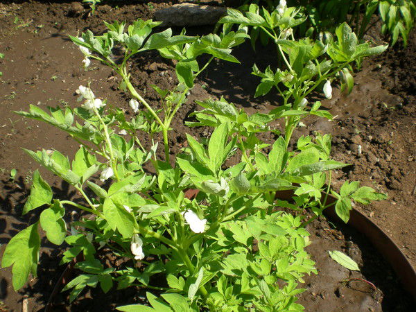 Сергей Щипков