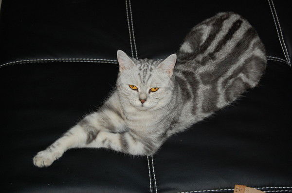 Татьяна Косоловская