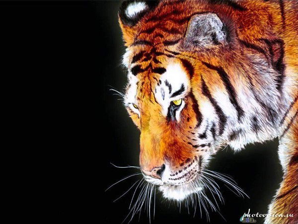 Зинаида Белицкая