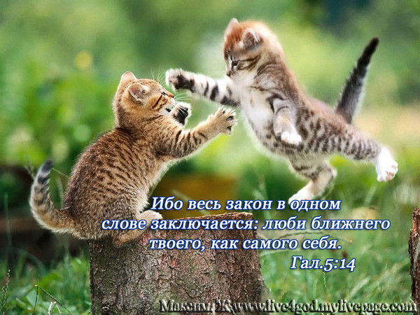 Елена Камлошина