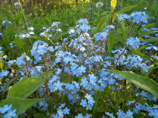 Оксана Богдан