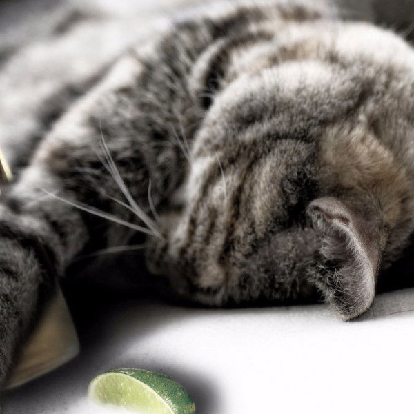 Наталья Плехова