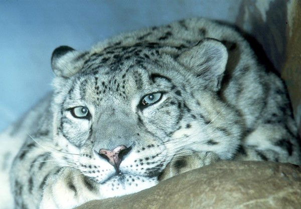 Дмитрий Простодмитрий