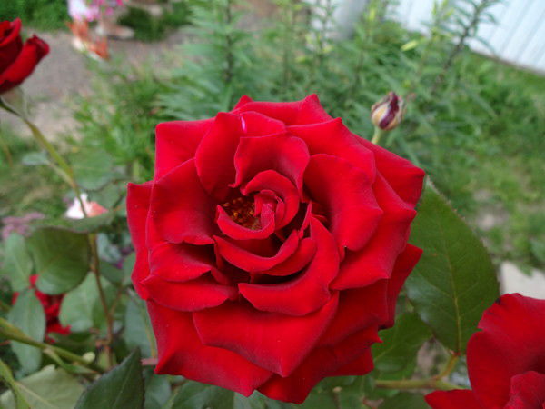 Ильгамия Кадырова