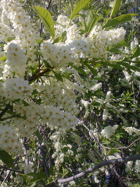 Любовь Петрова