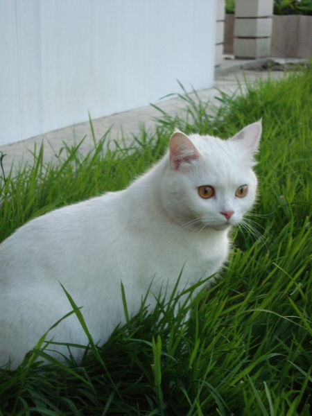 Андрей Попович