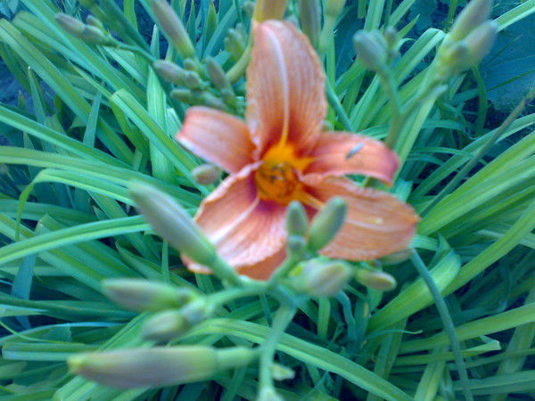 Гулжан Танирбергенова