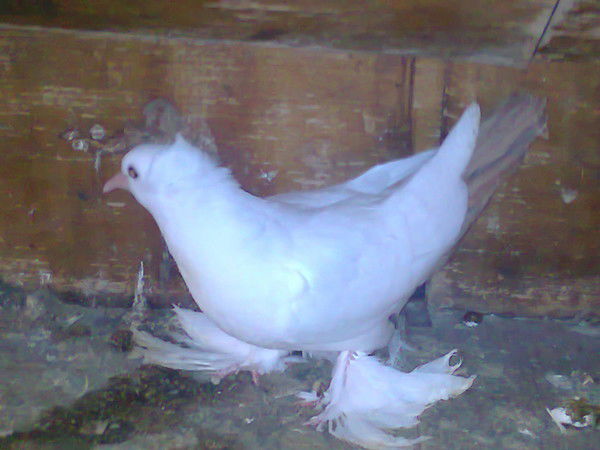 Чекризов Константин