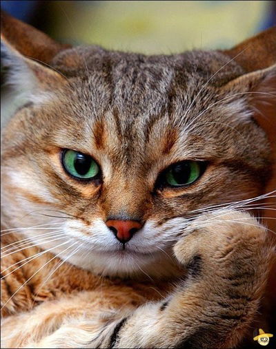 Рустам Суфьянов