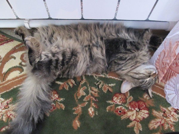 Галя Воронова