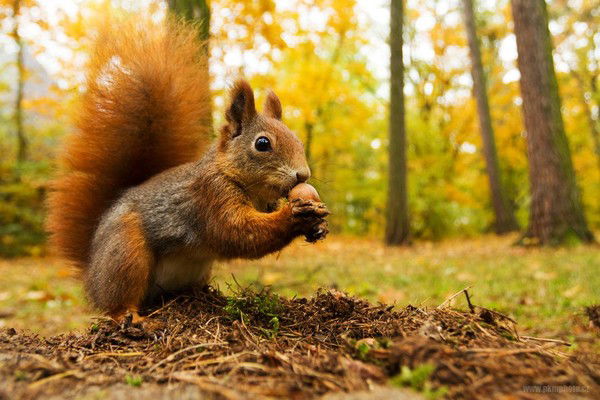 Алексей Алембаторов