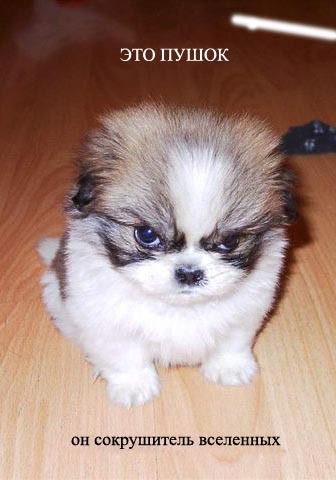 Алекс Владимиров