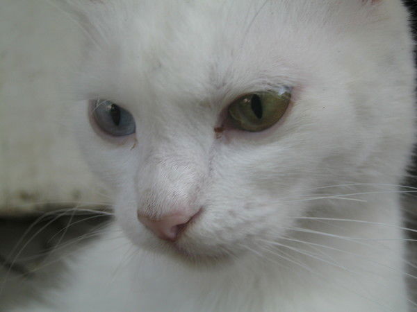 Евгений Грищенко