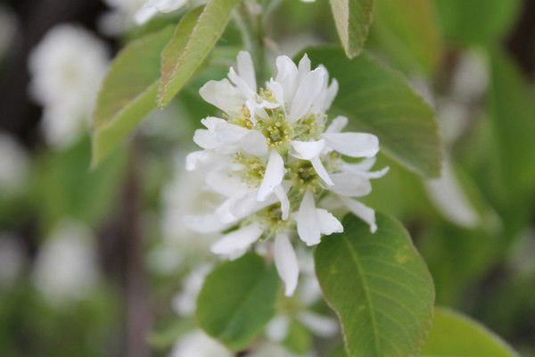 Алена Евстигнеева