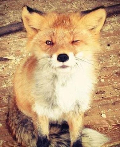 Валькирия Бессмертная