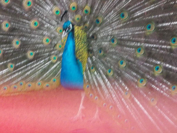 Григорий Билохвостенко