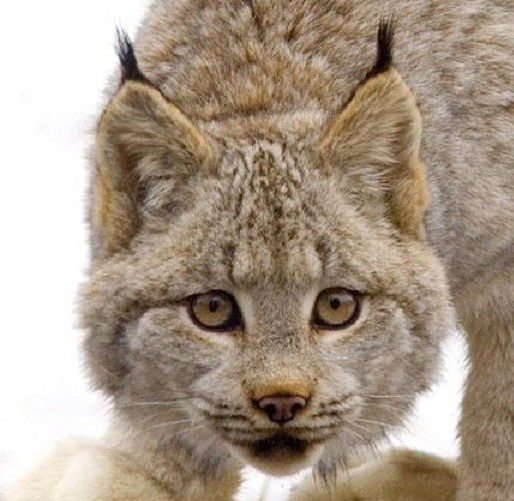 Ирина Туюнен