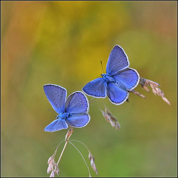 Лёле4Ка Балябина