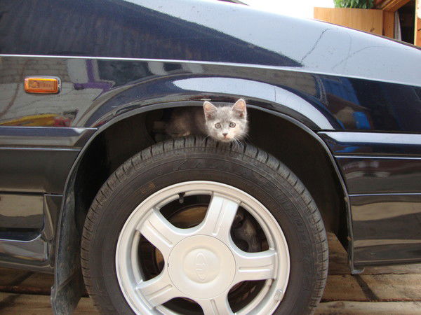 Никита Мазалов